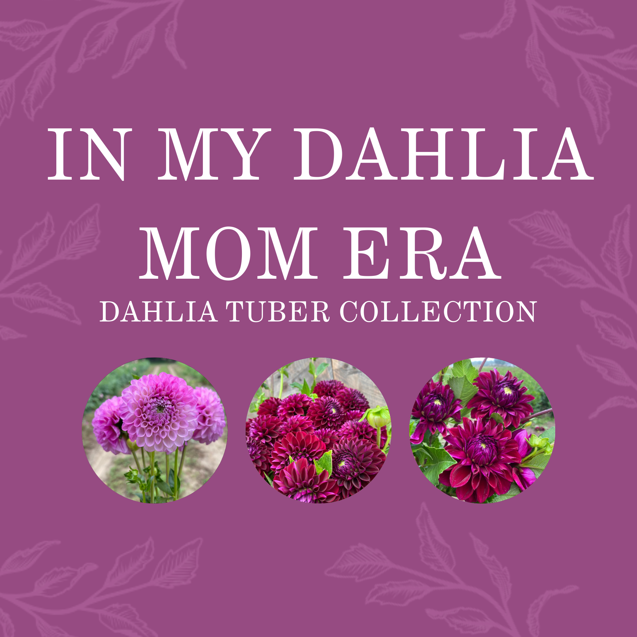 IN MY DAHLIA MOM ERA COLLECTION
