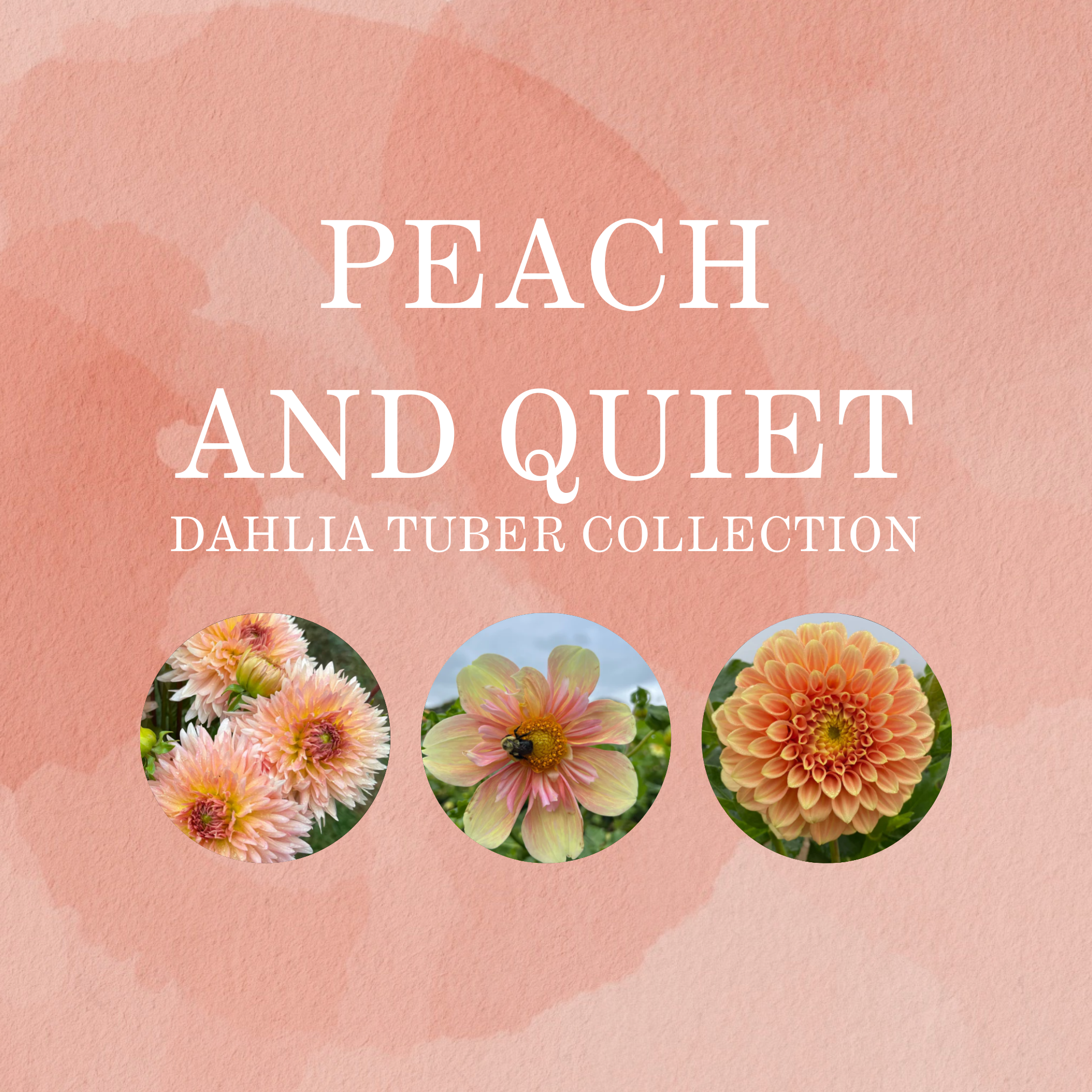 PEACH AND QUIET COLLECTION