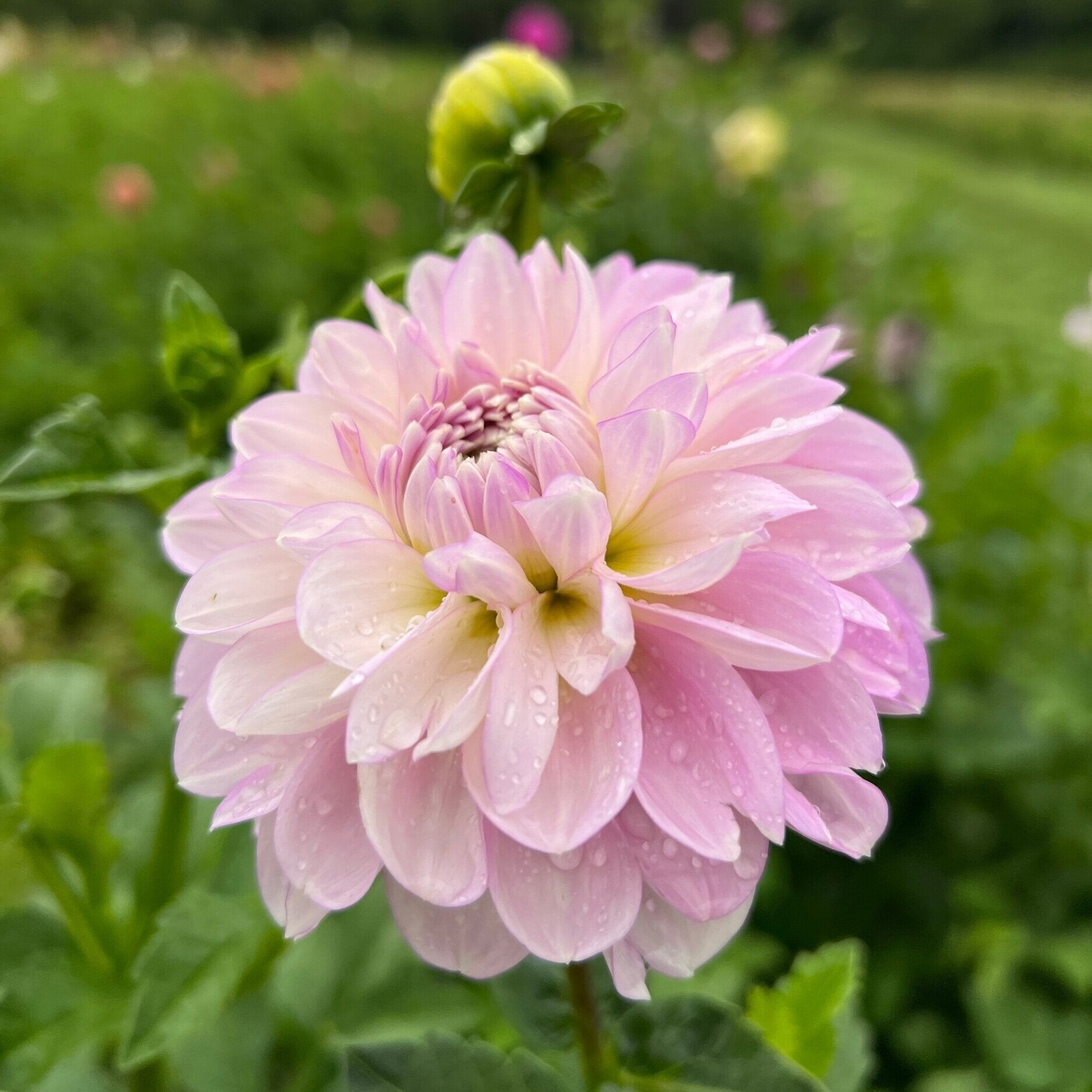 MARIONBERRY MILKSHAKE