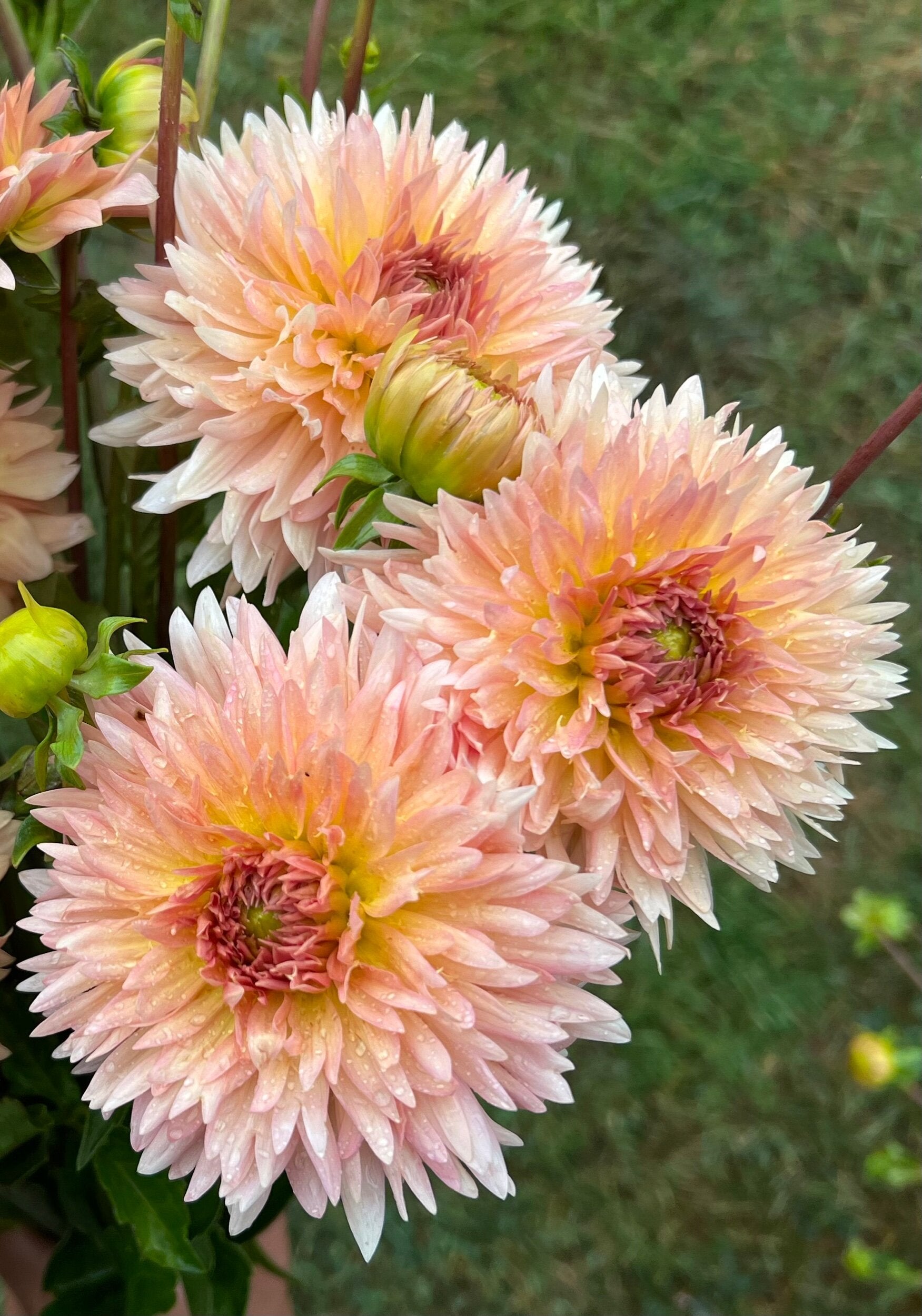 LAKEVIEW PEACH FUZZ