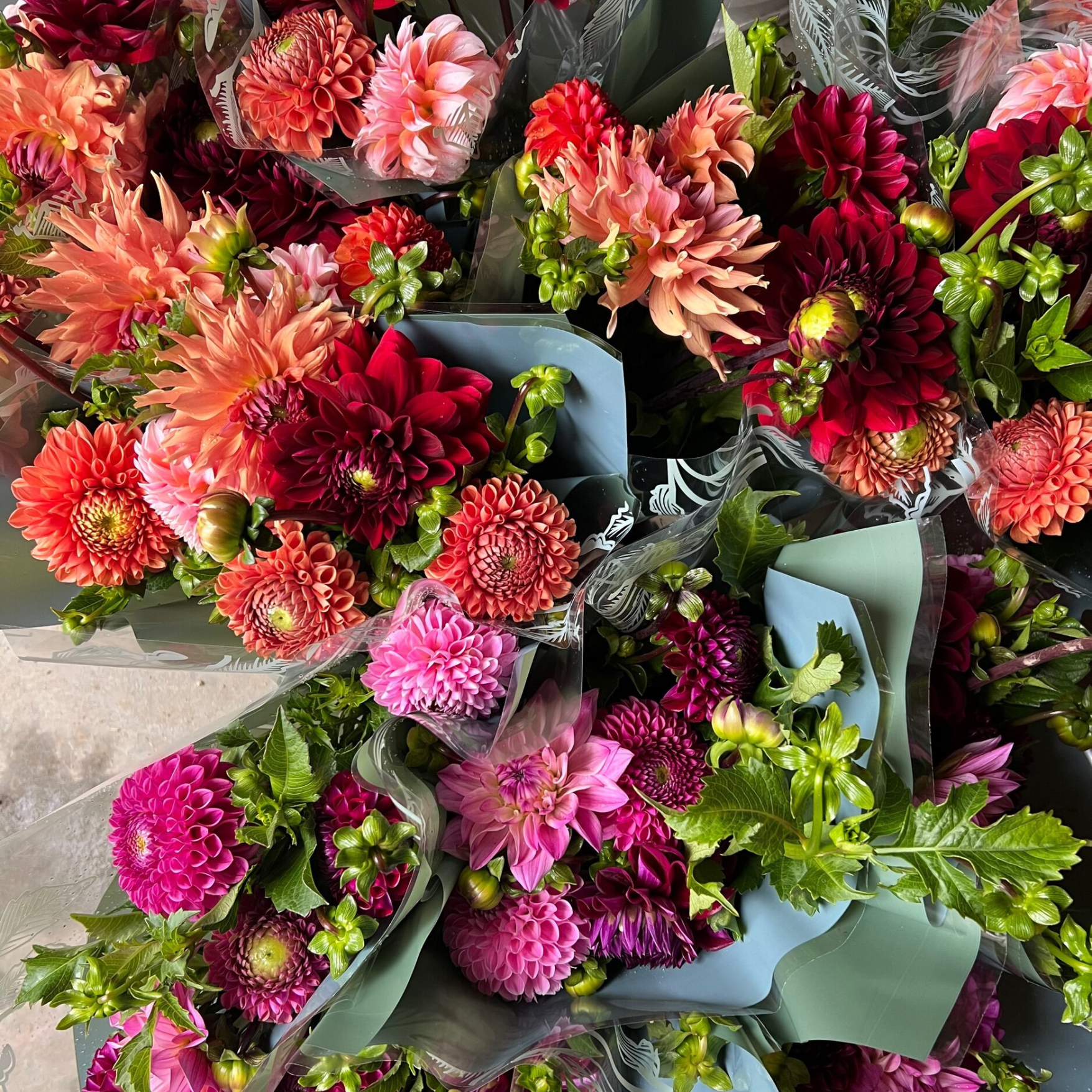 CUT GARDEN COLLECTION