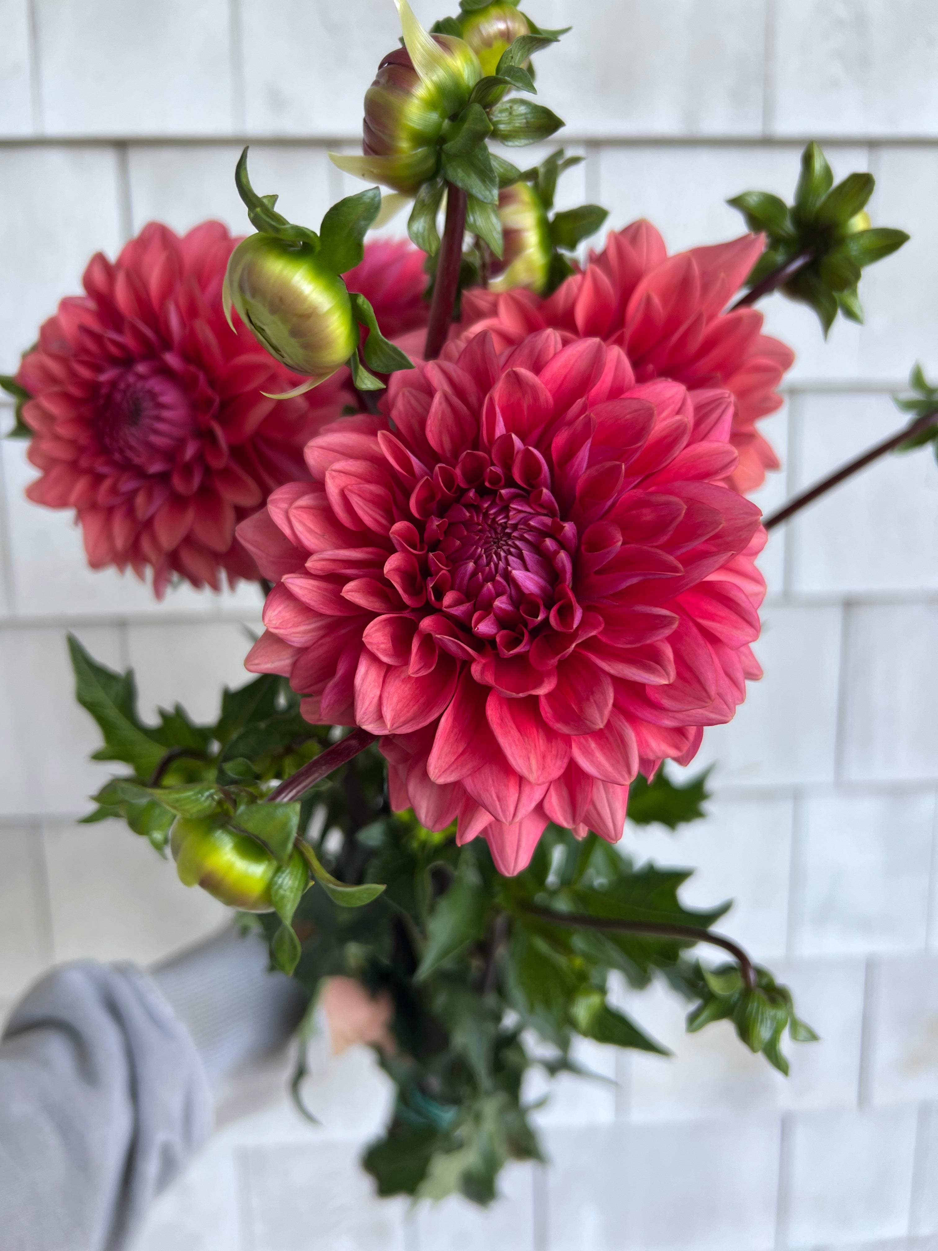 MYSTIQUE – Russells Mills Flower Company