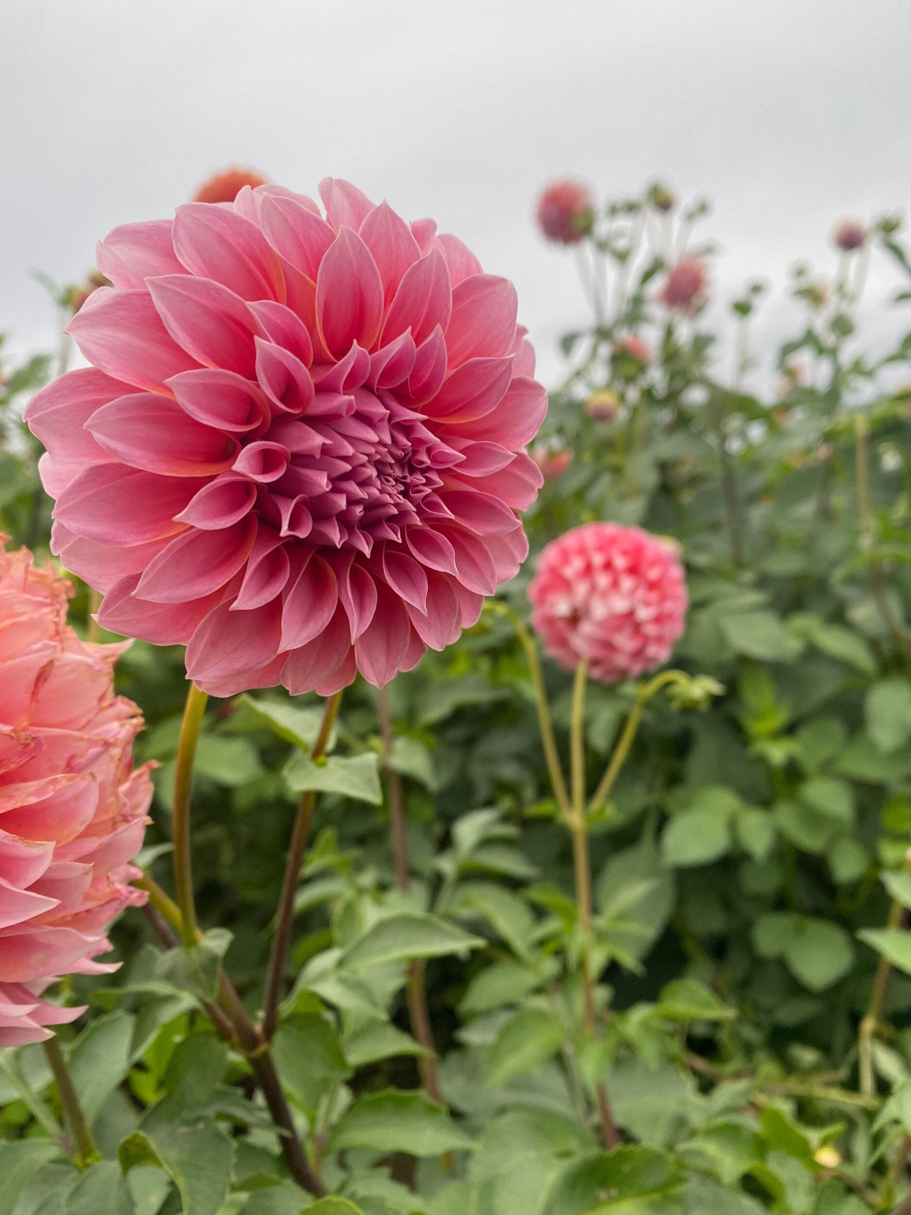 PEACHES N CREAM (PINK SPORT)