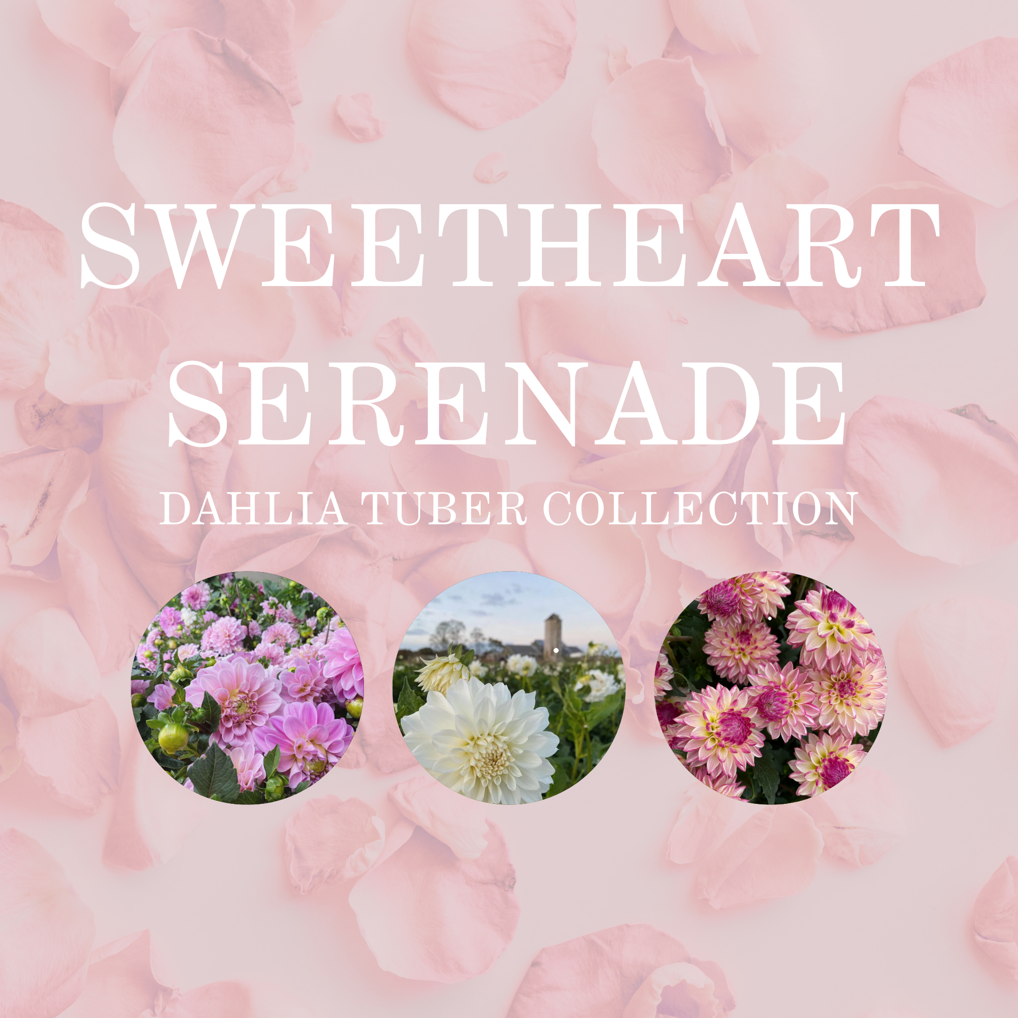 SWEETHEART SERENADE COLLECTION