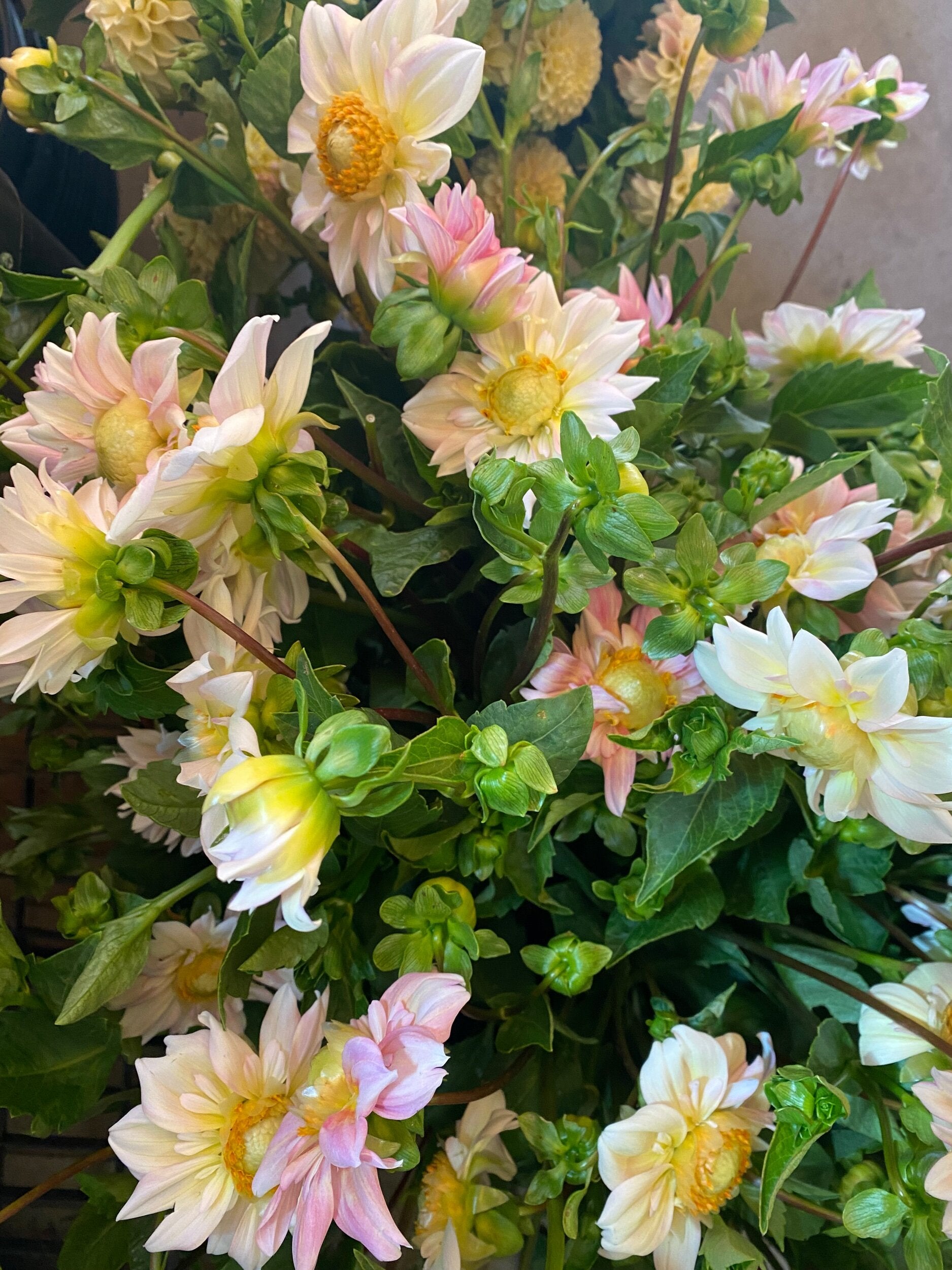 APPLE BLOSSOM