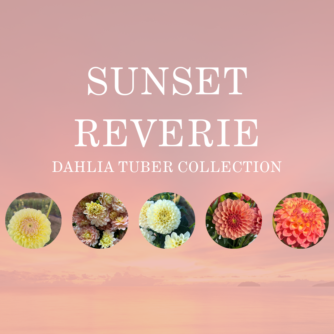 SUNSET REVERIE COLLECTION
