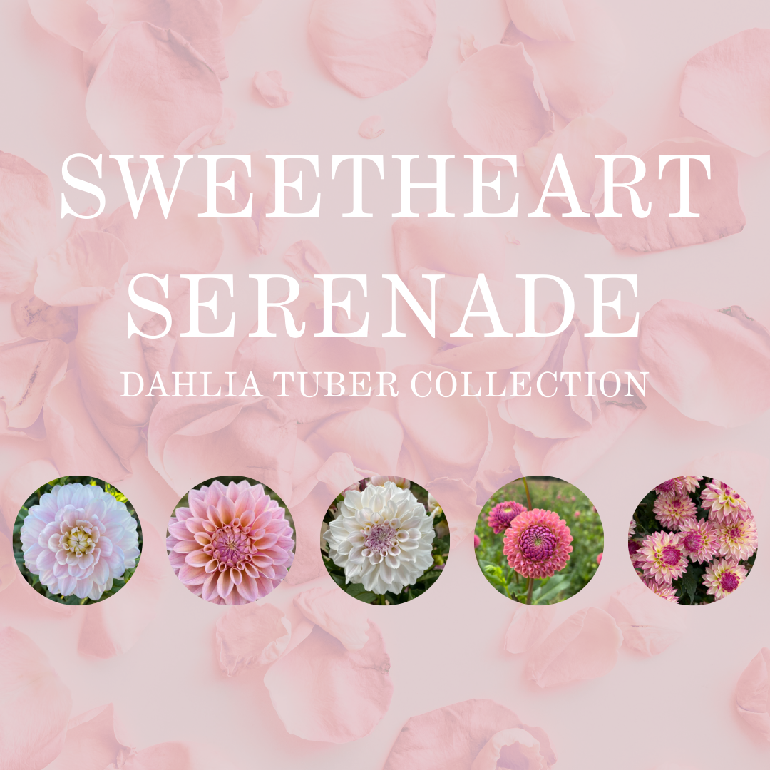 SWEETHEART SERENADE COLLECTION