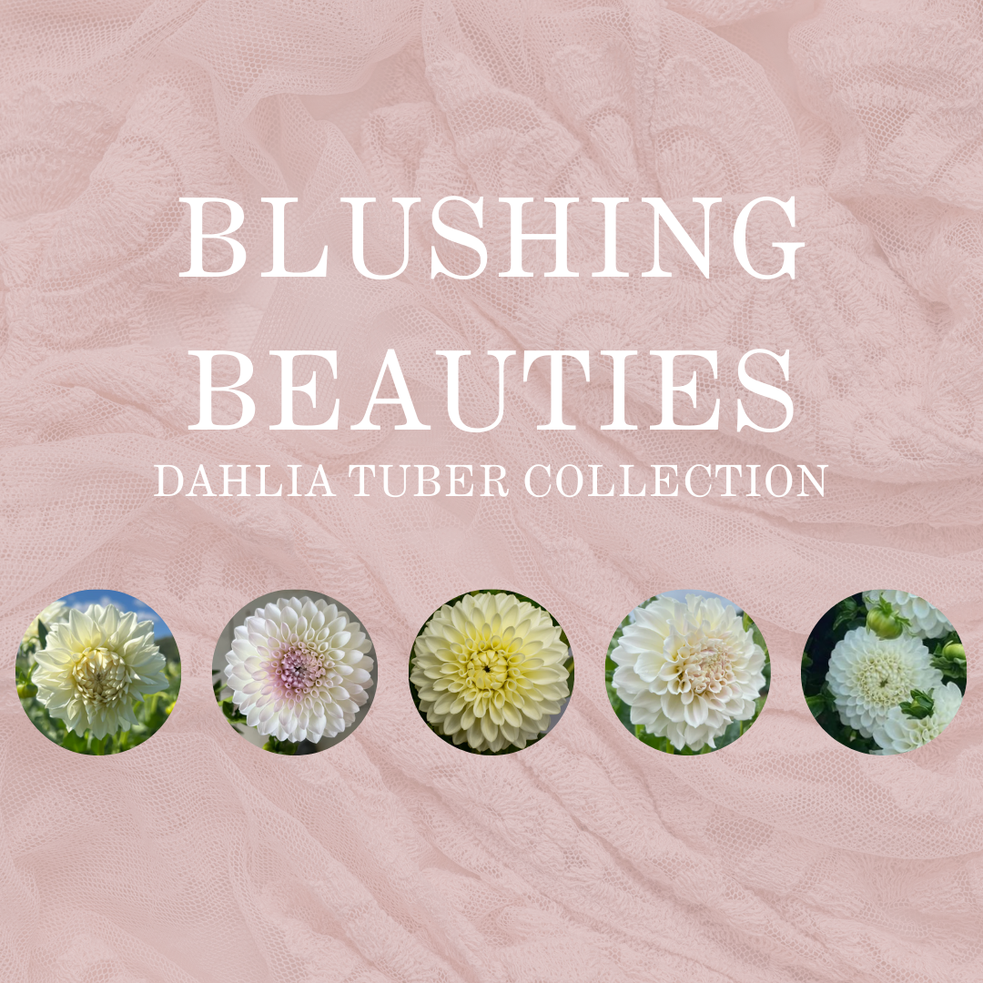 BLUSHING BEAUTIES COLLECTION