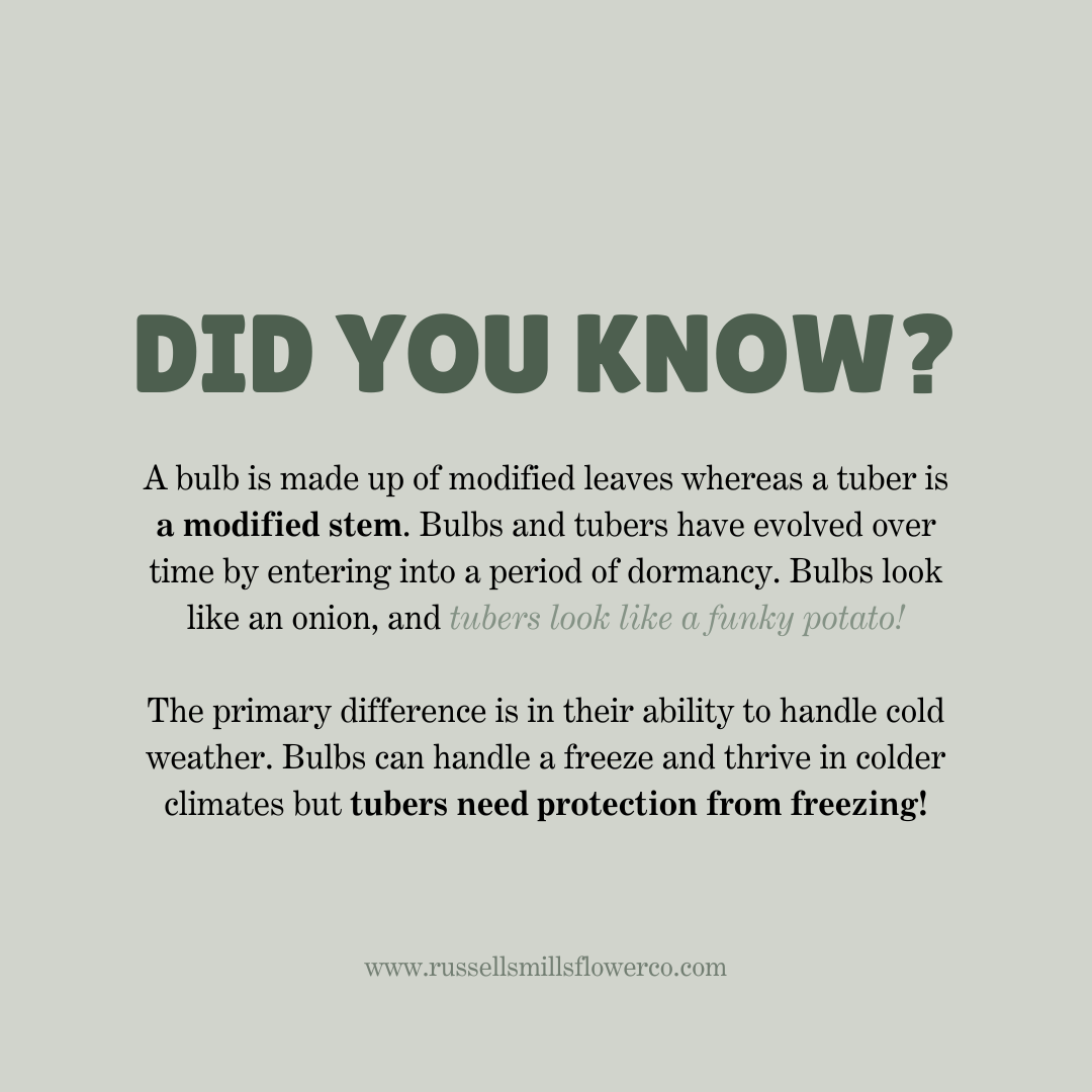 CUT GARDEN COLLECTION