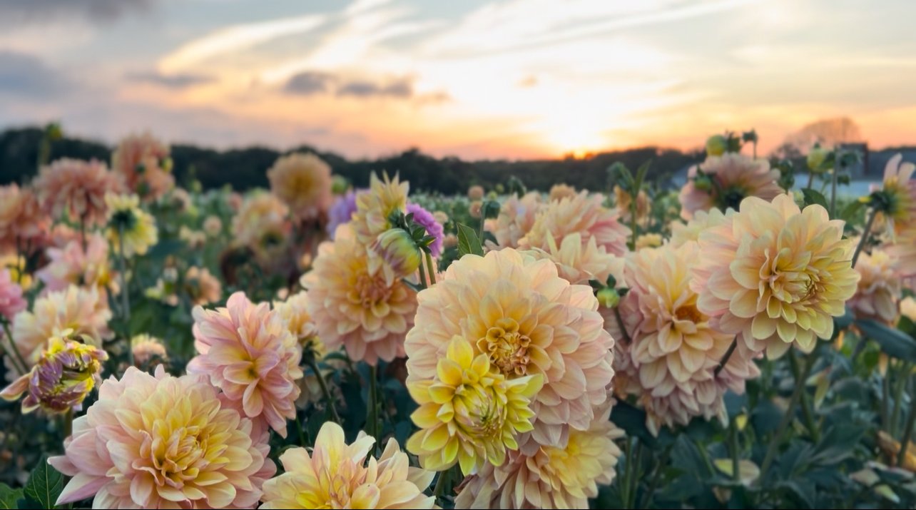Mid-June Dahlia Check-In: What’s Normal, What’s Not & What to Watch For