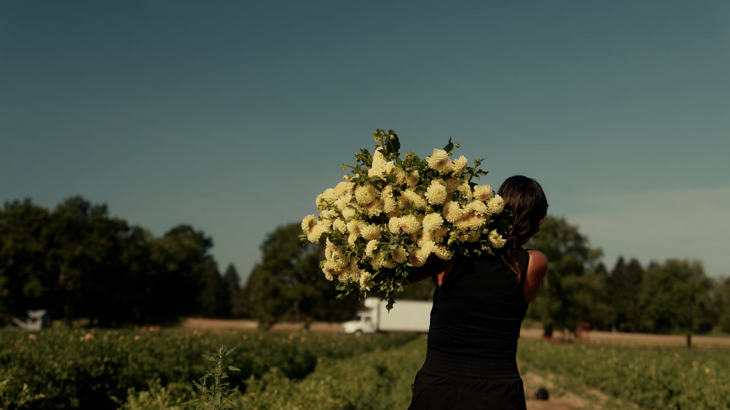 Common Beginner Mistakes When Growing Dahlias