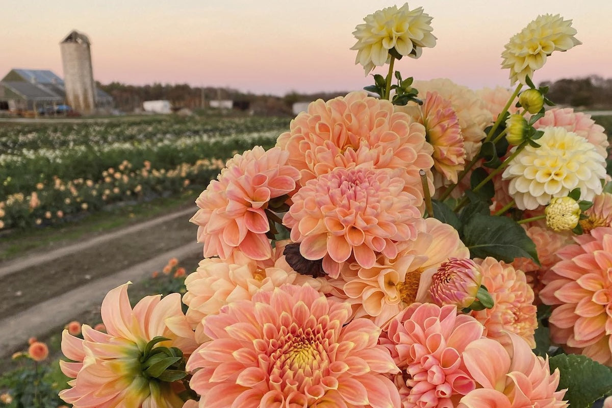 Growing Dahlias in Extreme Climates (Yes, You Still Can)