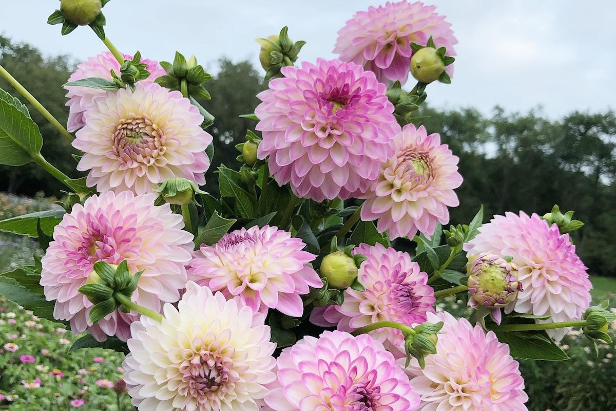How to Cut Dahlias for More Blooms All Season Long