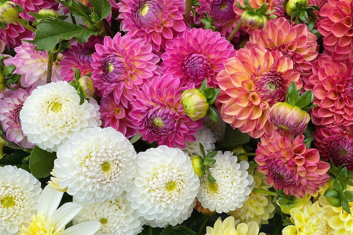 Dahlia Growing 101