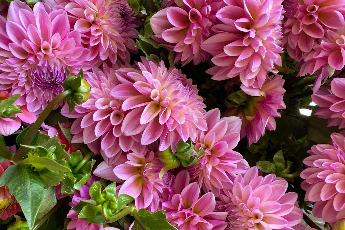 pink dahlia flowers