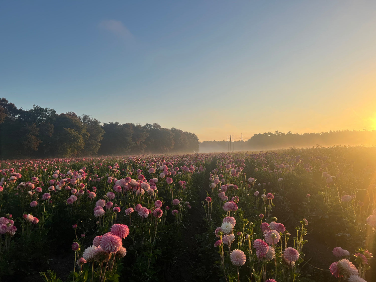Myths About Growing Dahlias (And What to Do Instead)