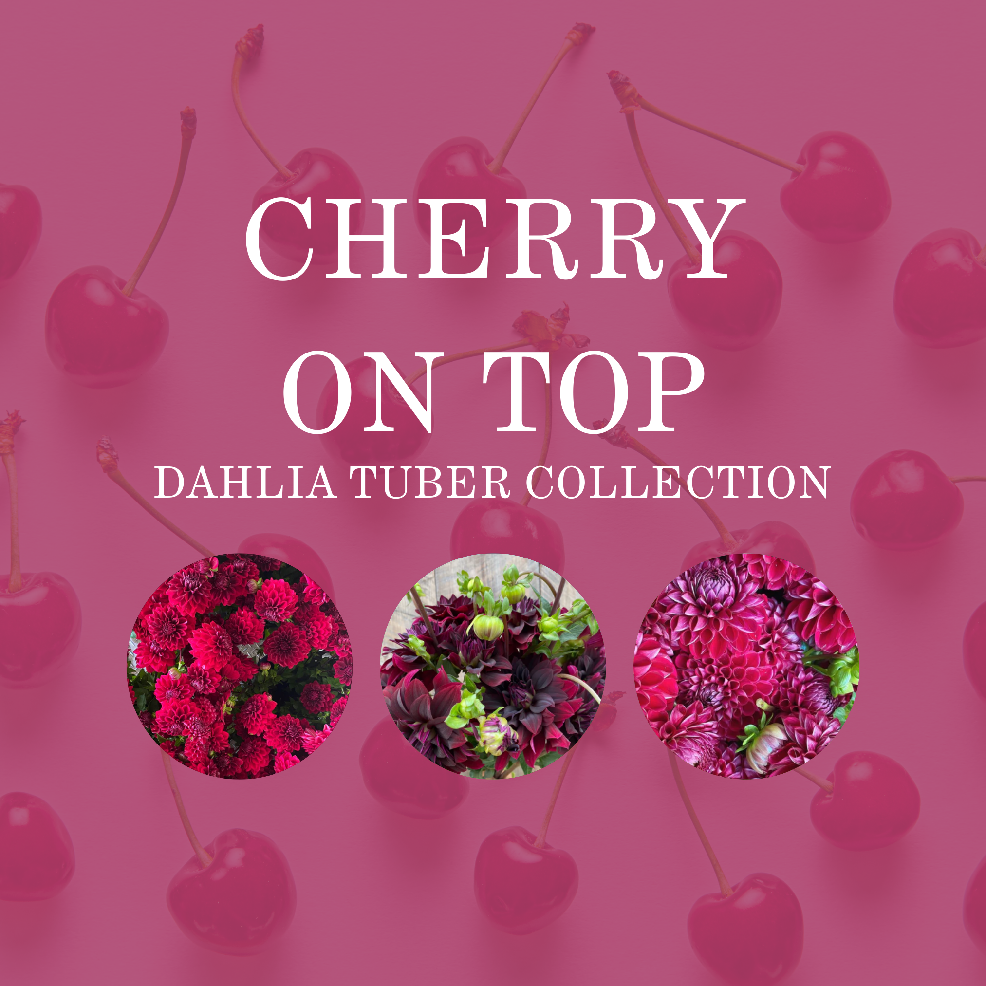 CHERRY ON TOP COLLECTION