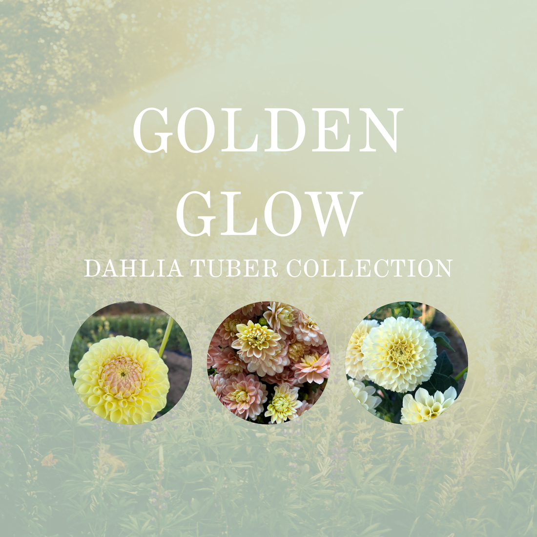 GOLDEN GLOW COLLECTION