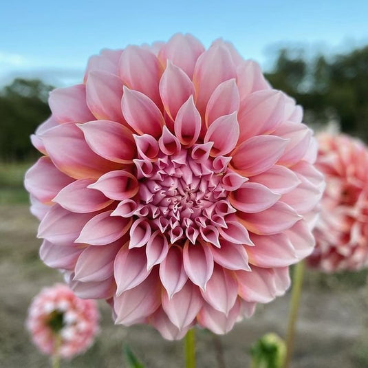 Russells Mills Flower Company