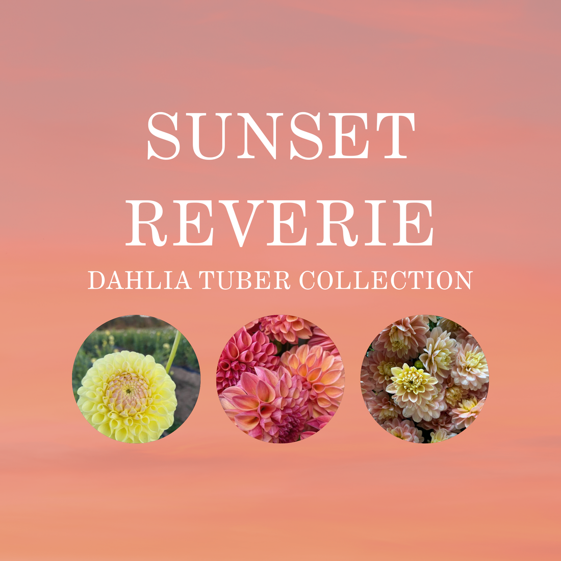 SUNSET REVERIE COLLECTION