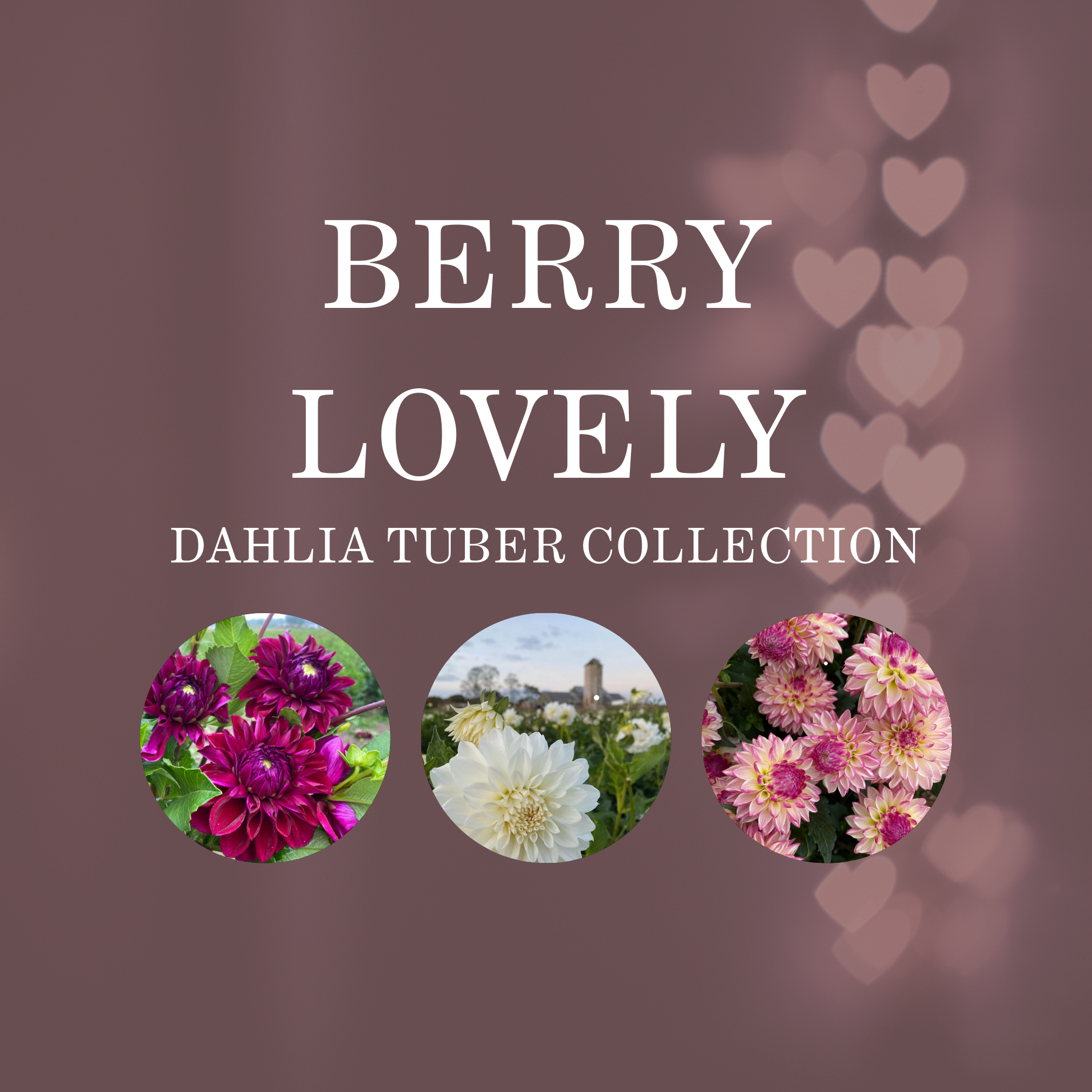 BERRY LOVELY COLLECTION