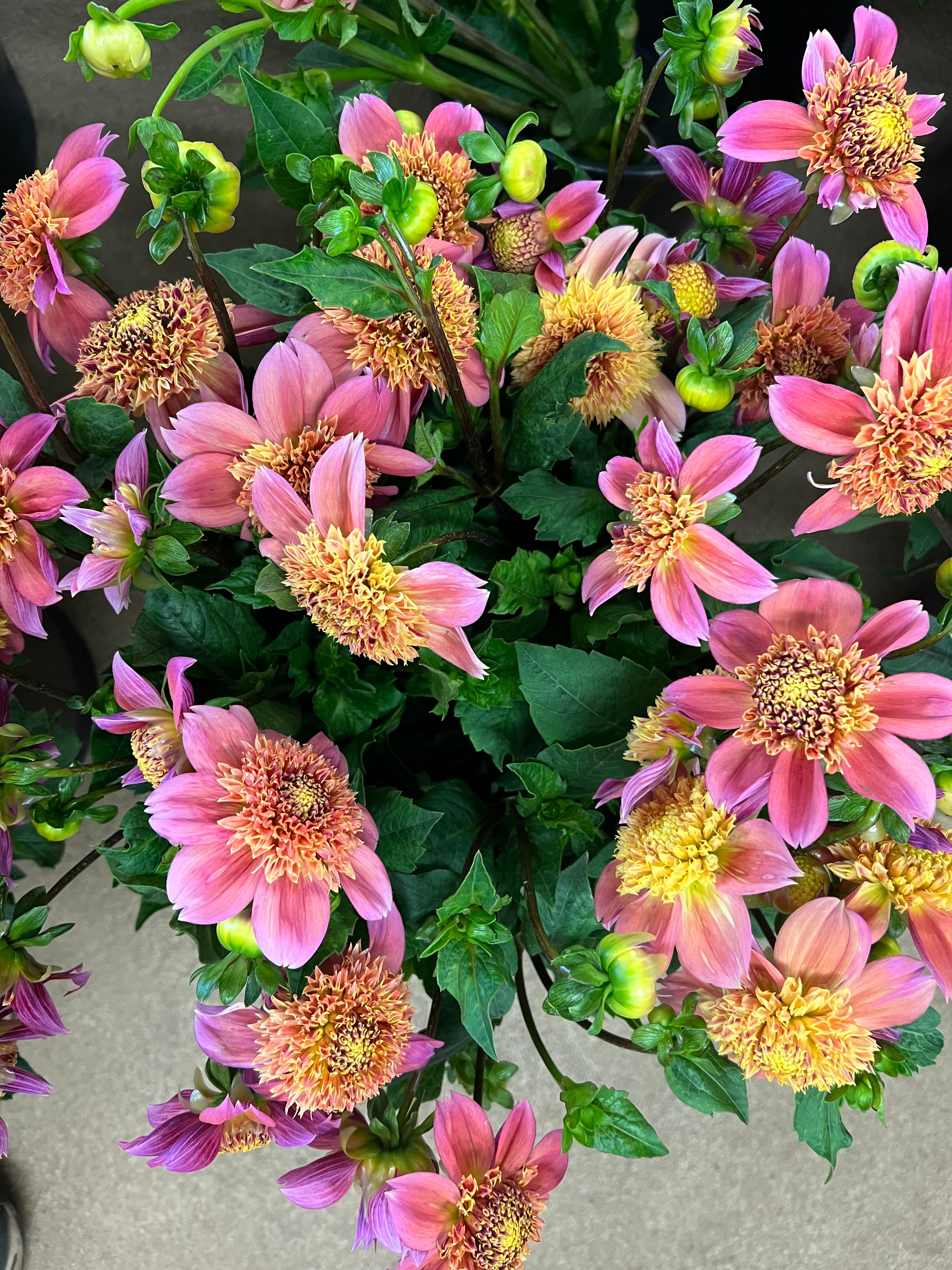 SANDIA BROCADE – Russells Mills Flower Company
