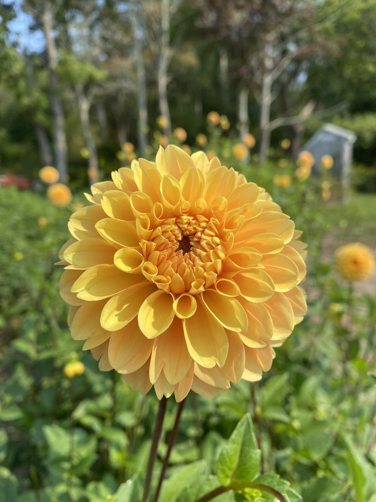 ALDERBROOK GOLD