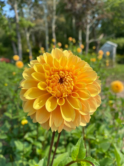 ALDERBROOK GOLD