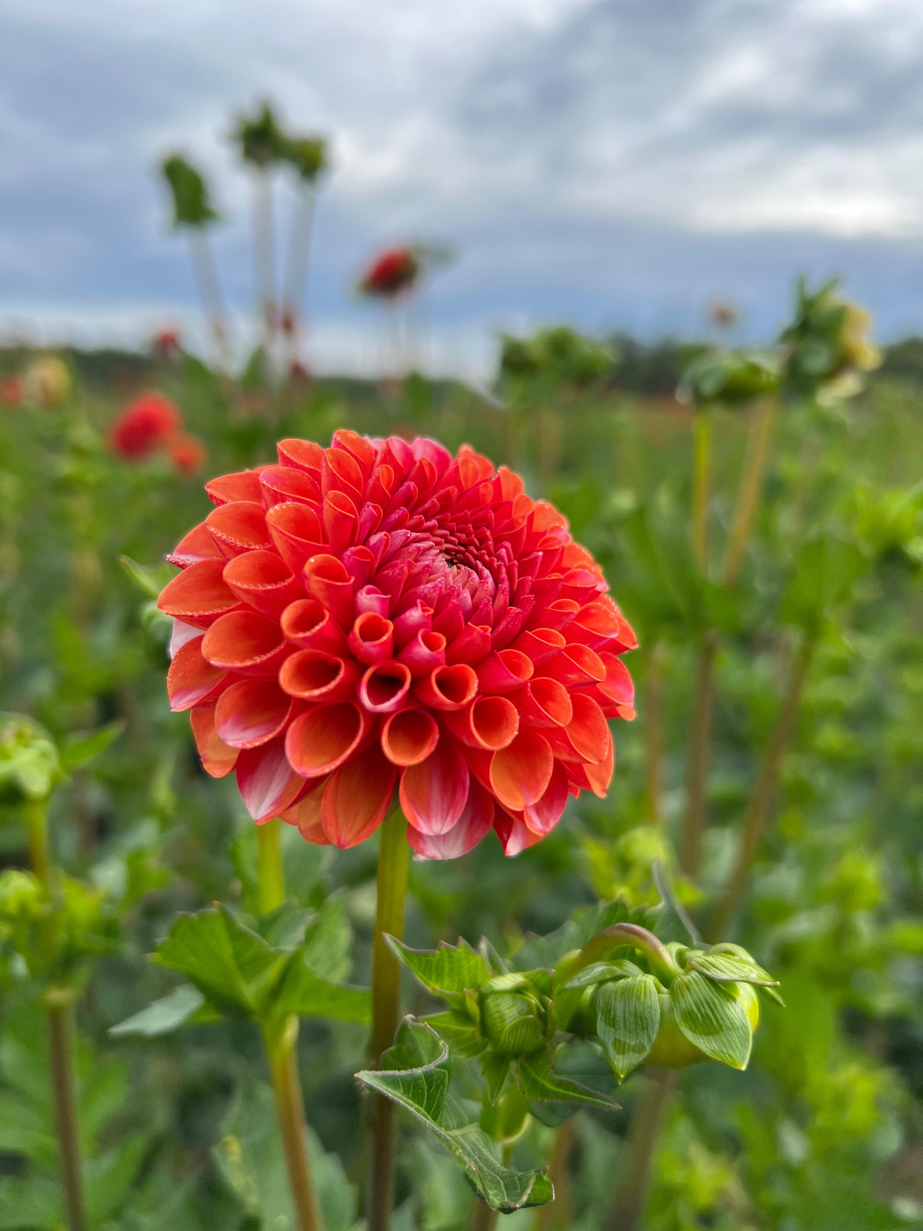 Russells Mills Valley Rust Bucket Dahlia Tuber - Thumbnail 2