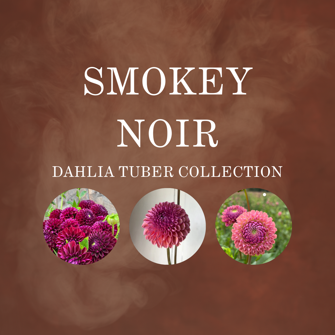 SMOKEY NOIR COLLECTION