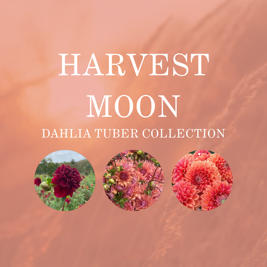 HARVEST MOON COLLECTION