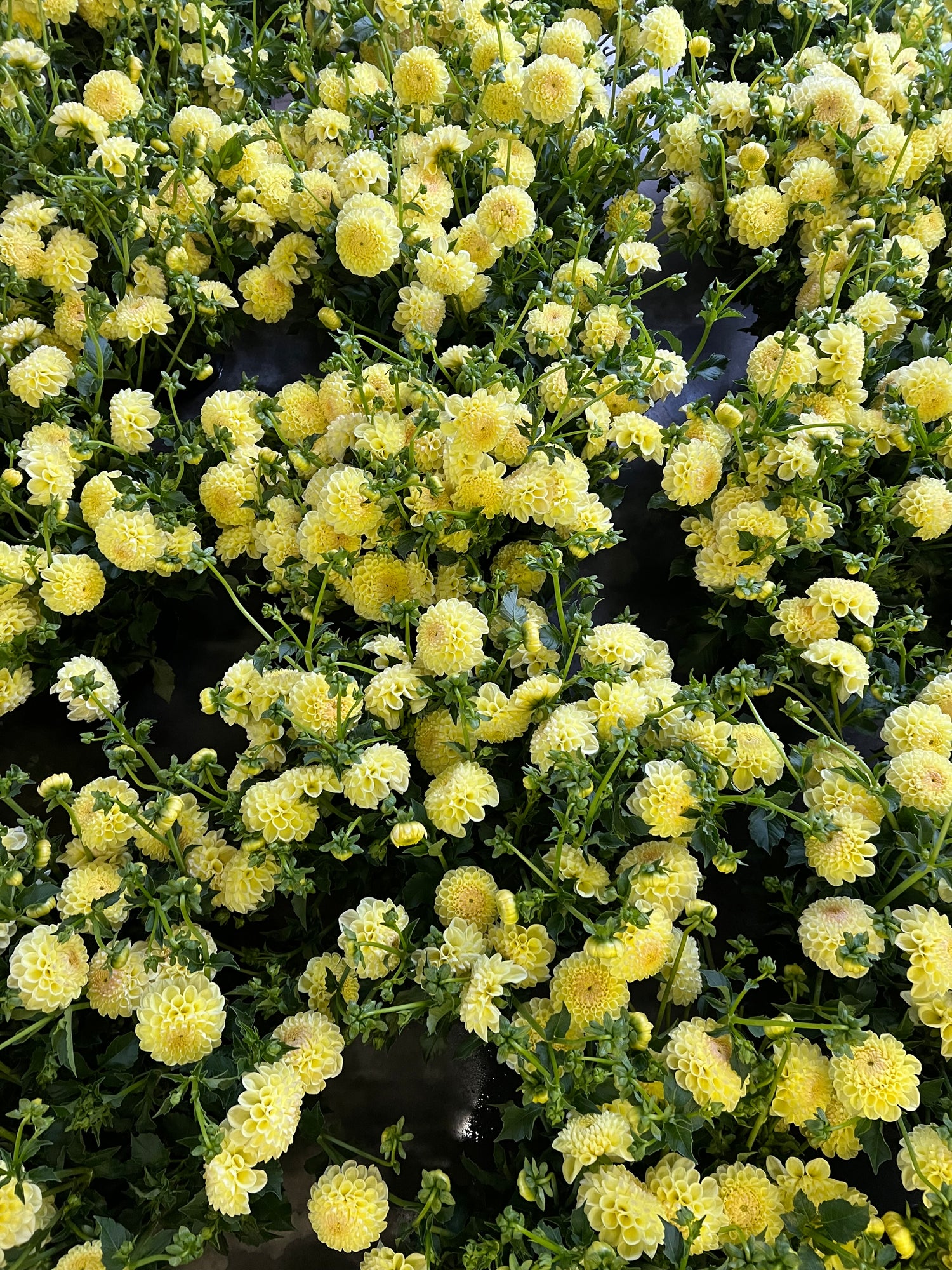 MYSTERY YELLOW