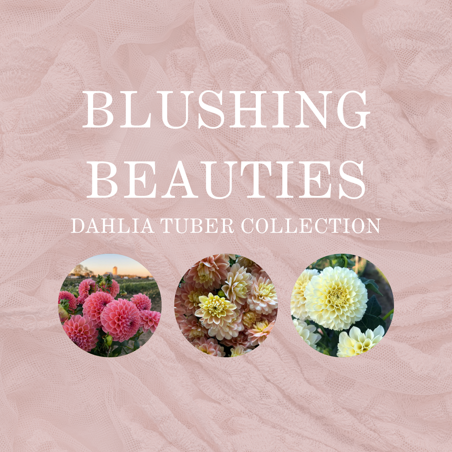 BLUSHING BEAUTIES COLLECTION