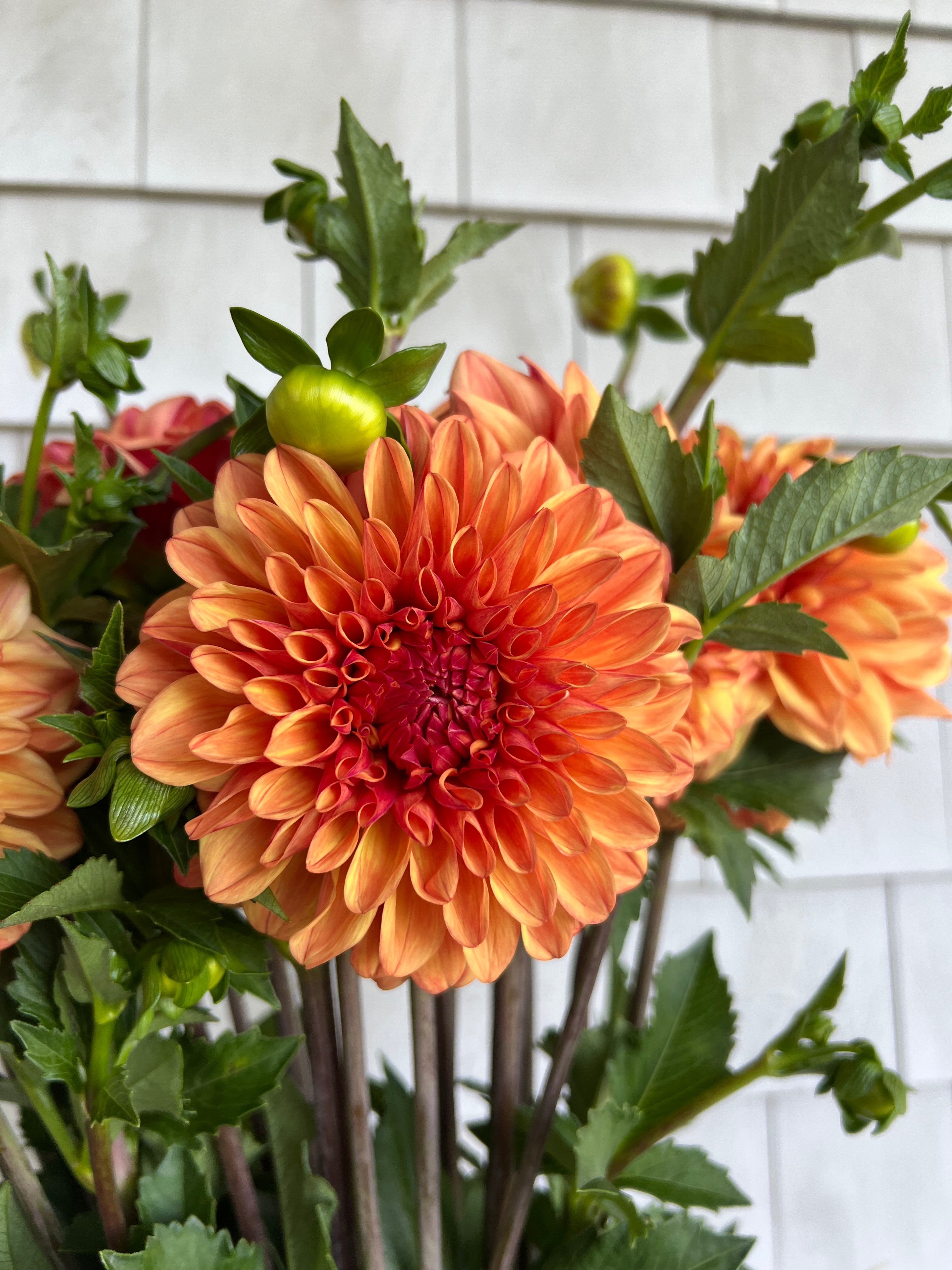 FERNCLIFF COPPER – Russells Mills Flower Company