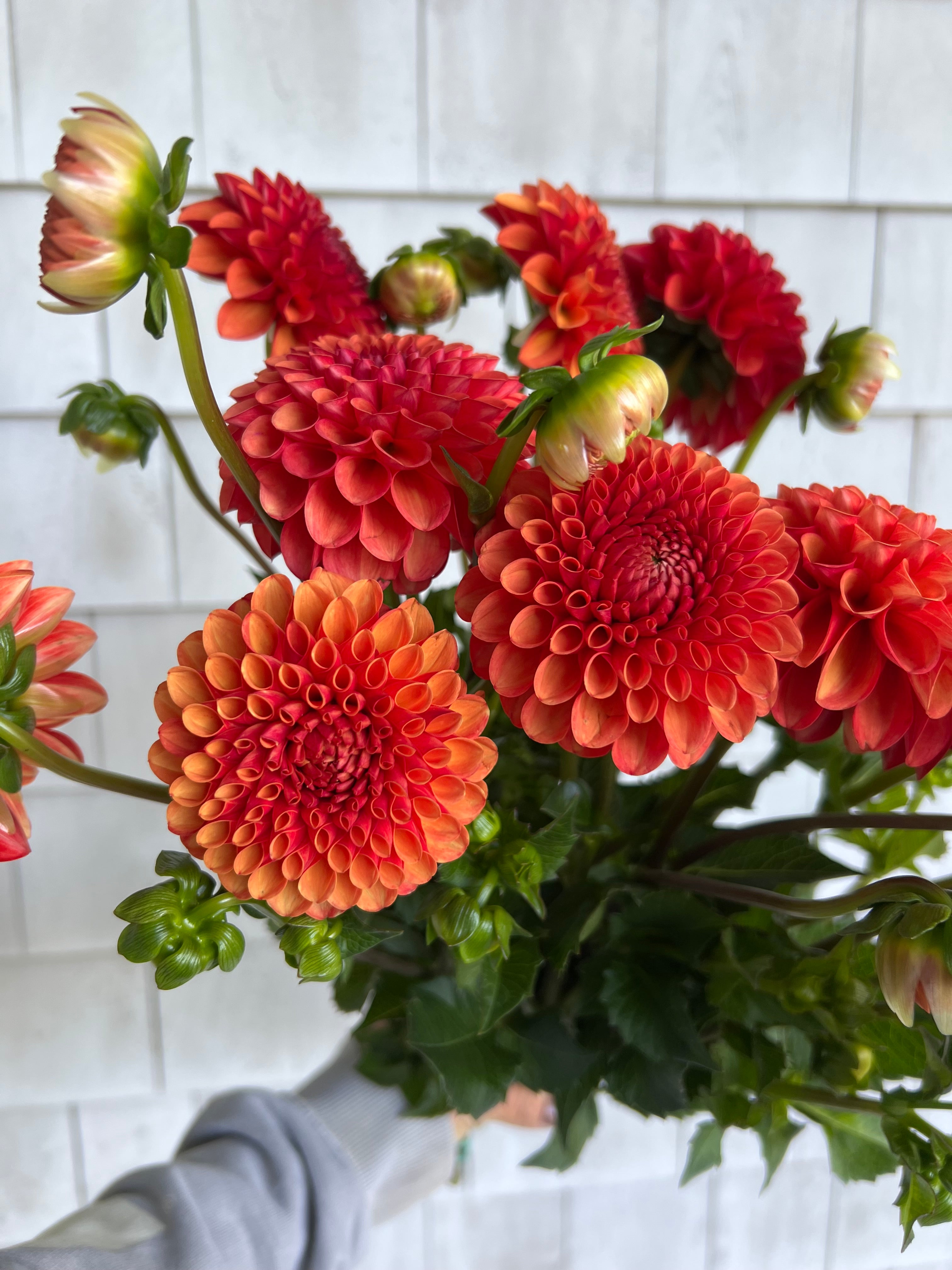 Russells Mills Valley Rust Bucket Dahlia Tuber - Thumbnail 3