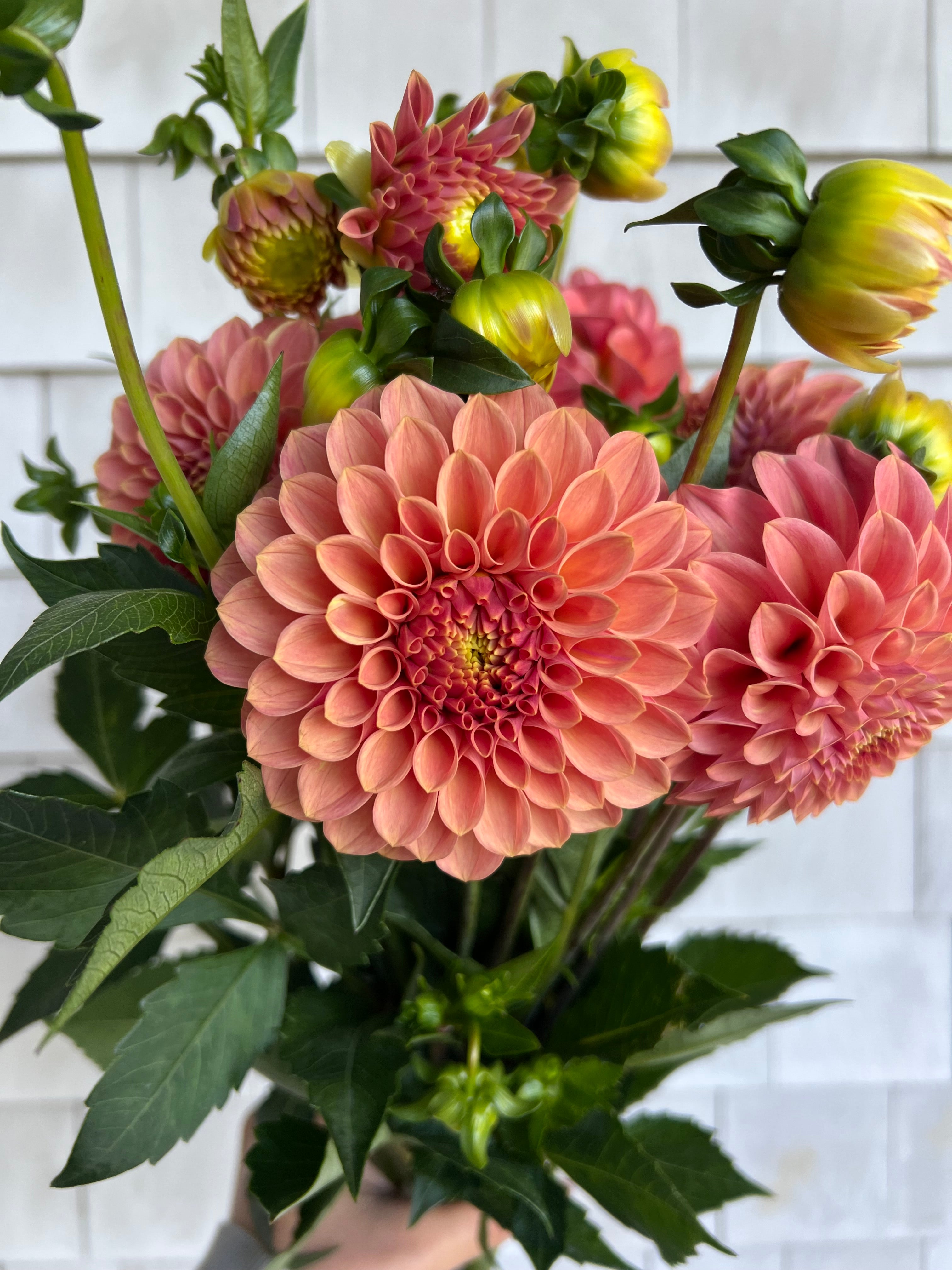 ROCK RUN ASHLEY – Russells Mills Flower Company