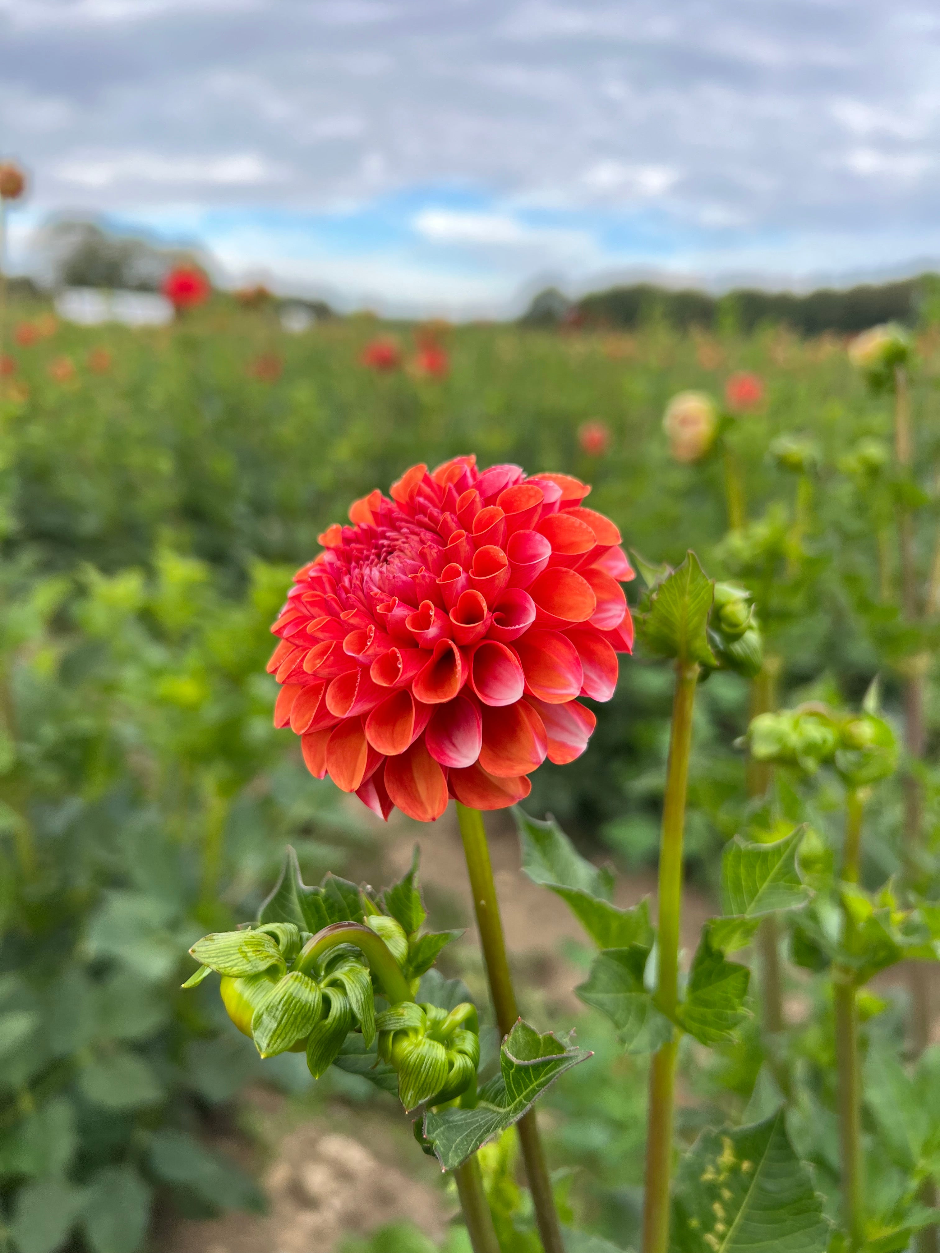 Russells Mills Valley Rust Bucket Dahlia Tuber