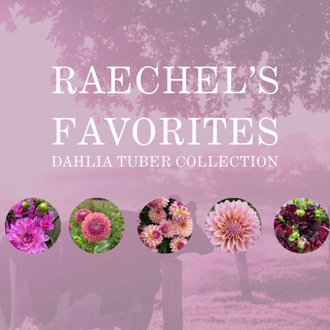 RAECHEL&
