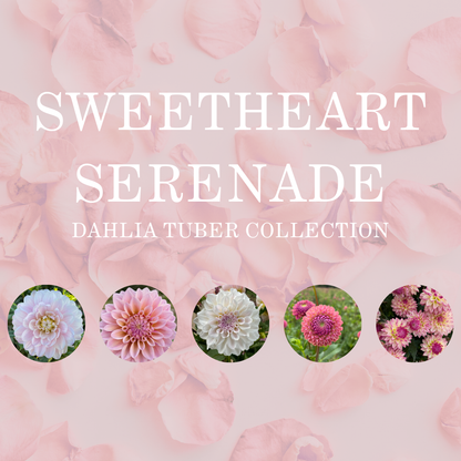 SWEETHEART SERENADE COLLECTION