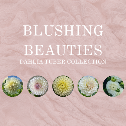 BLUSHING BEAUTIES COLLECTION