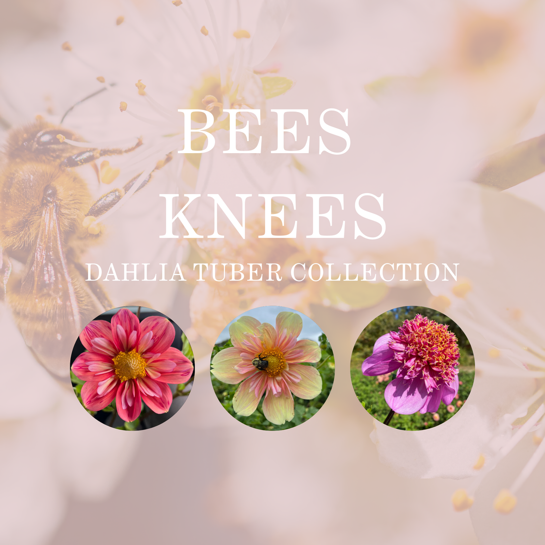 BEES KNEES COLLECTION