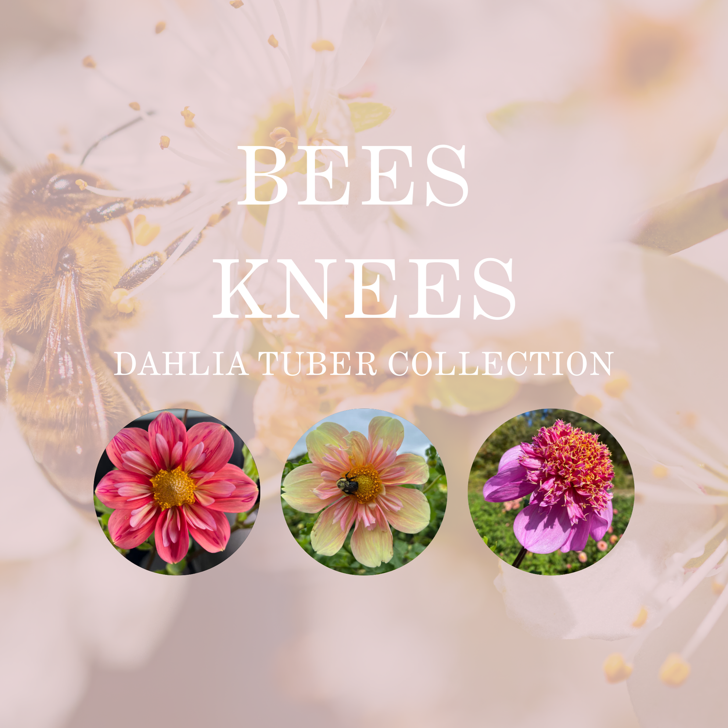 BEES KNEES COLLECTION