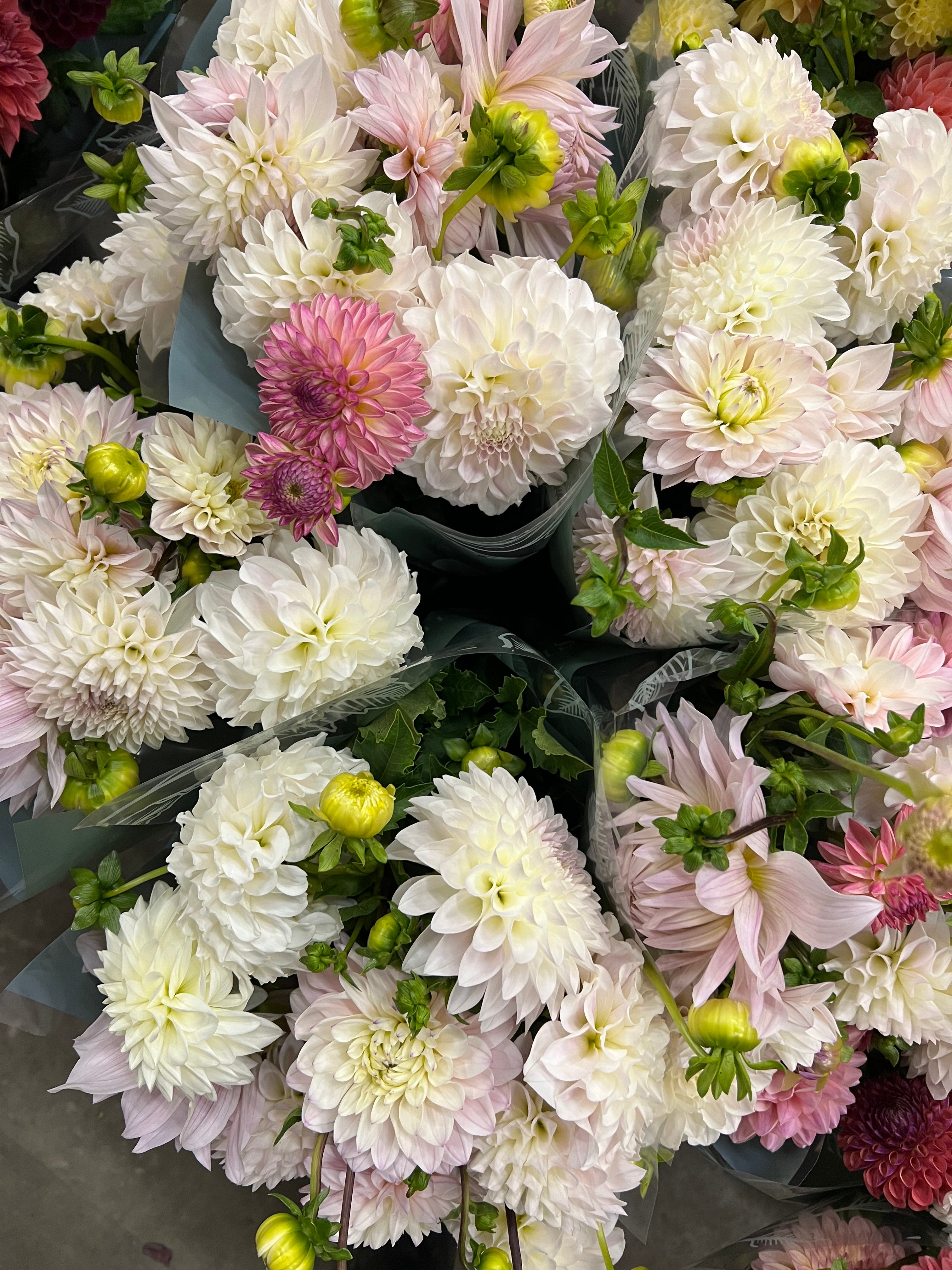 BLUSHING BEAUTIES COLLECTION