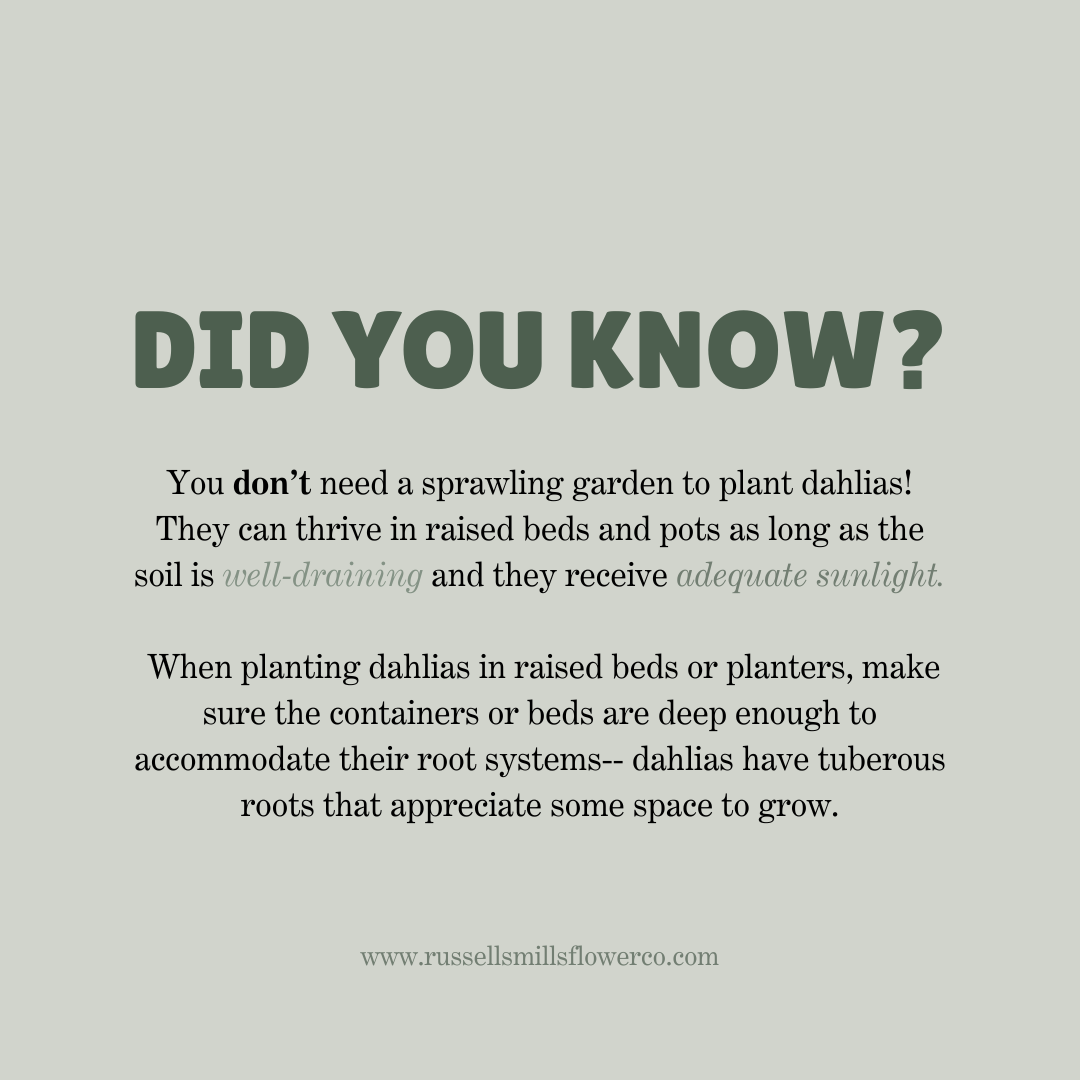 CUT GARDEN COLLECTION