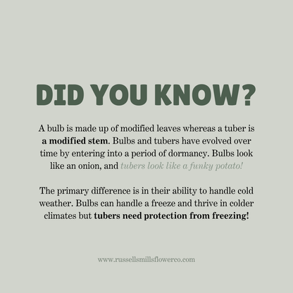 CUT GARDEN COLLECTION