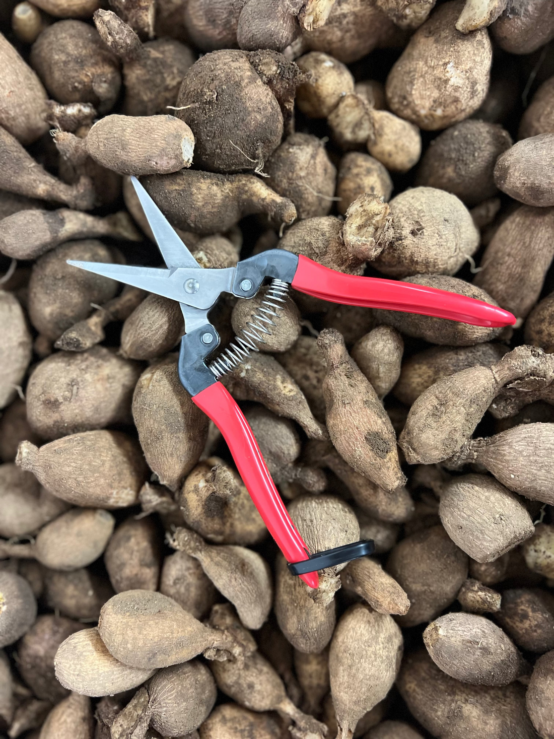 ARS STAINLESS STEEL NEEDLE NOSE SHEAR